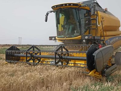 پیش بینی می شود امسال 15 میلیون تن گندم در کشور تولید شود - خبرگزاری اتاق زندگانی | اخبار ایران و جهان
