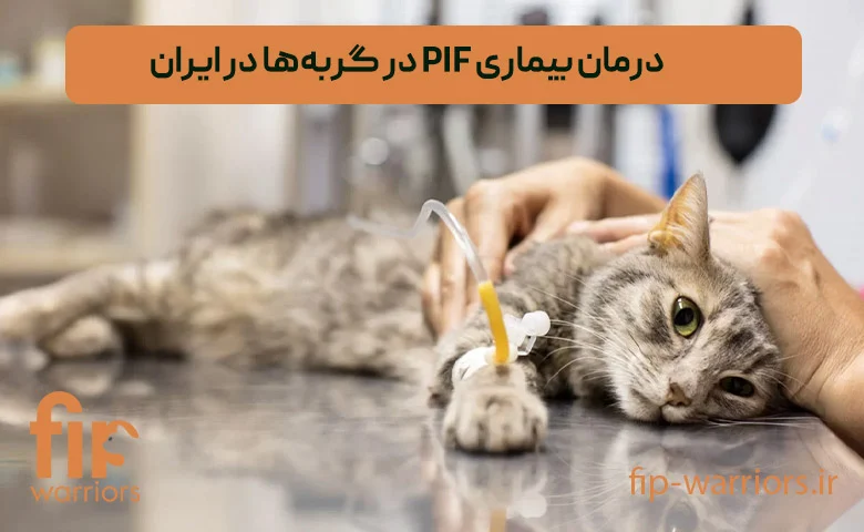 درمان راهنمای خرید داروی GS در ایران برای درمان FIP با اطمینان کامل