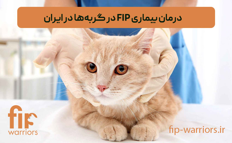 راهنمای خرید داروی GS در ایران برای درمان FIP با اطمینان کامل