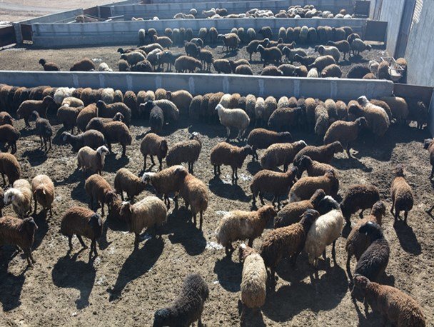 افغانستان خشکسالی در کمین تولید گوشت قرمز / واردات دام افغانستانی به ایران