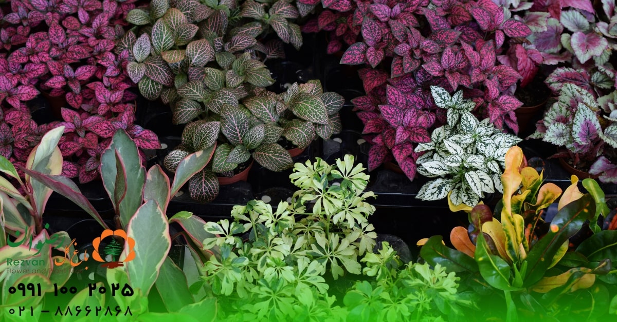 زمستان | گل نحوه نگهداری گیاهان در فصل پاییز چگونه است؟ راهنمای کامل مراقبت از گیاهان در پاییز