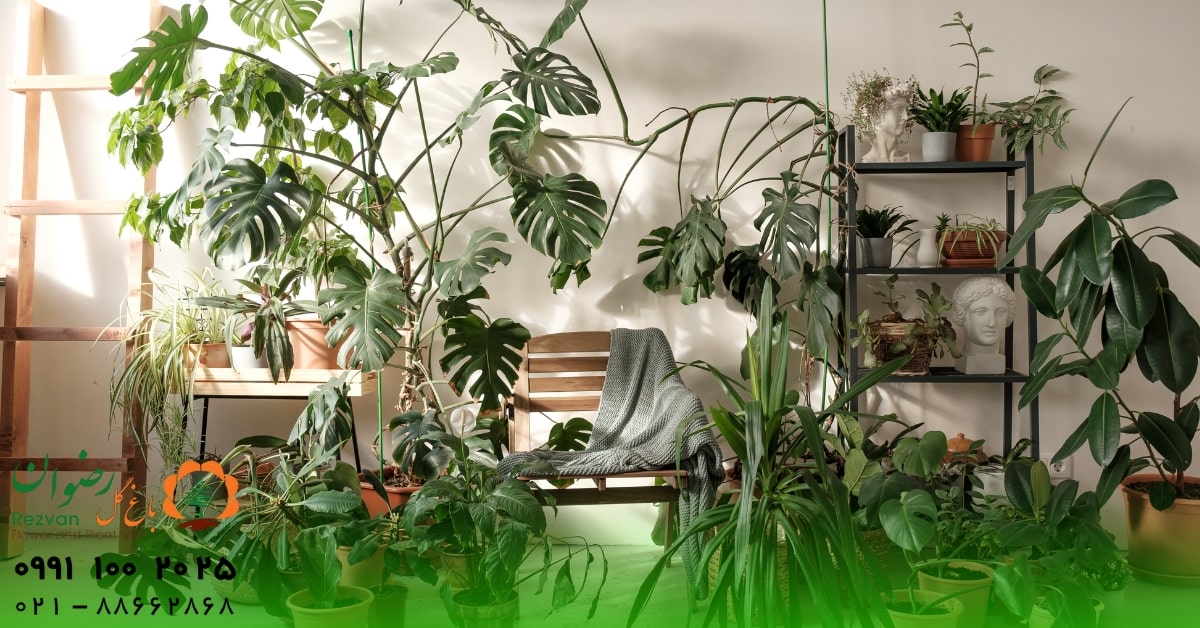 زمستان | گل نحوه نگهداری گیاهان در فصل پاییز چگونه است؟ راهنمای کامل مراقبت از گیاهان در پاییز